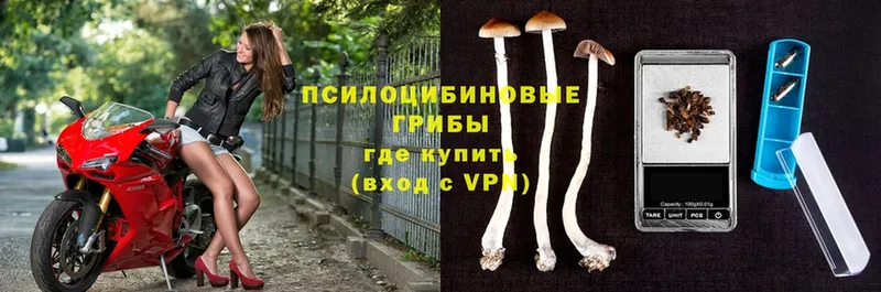 Псилоцибиновые грибы Psilocybine cubensis  Камышин 